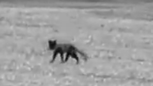 Fox1